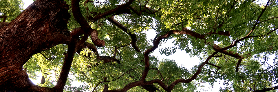 写真：法樂寺境内にある樹齢800年の楠木